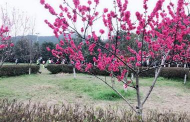 踏青好時(shí)節(jié)，盛世互聯(lián)與您相約九真山！